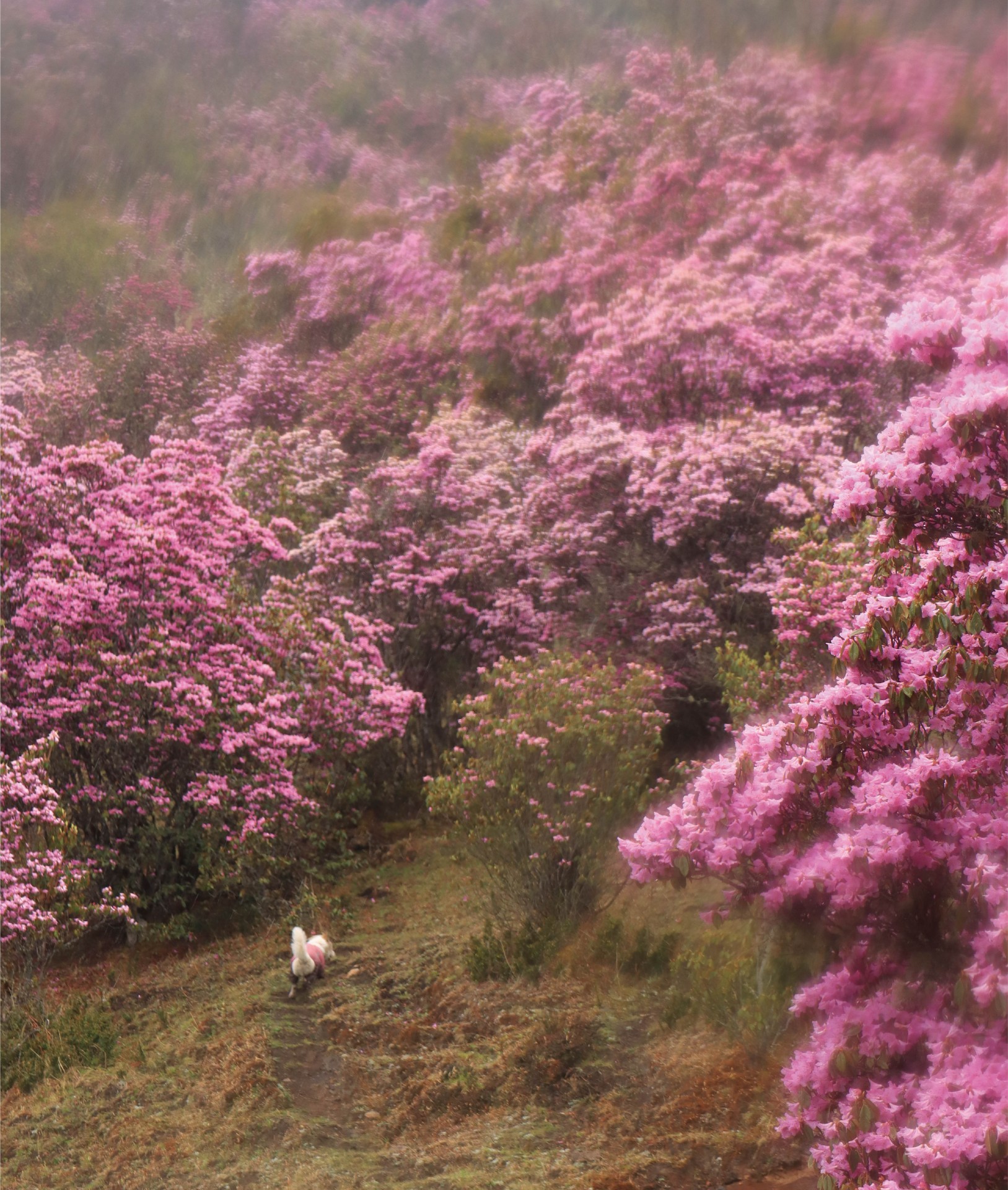 花海